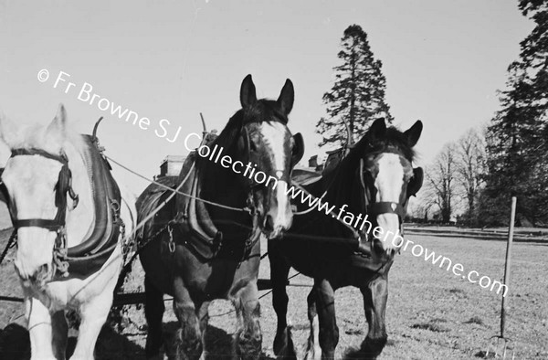 THE PLOUGHING TEAM